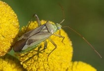 آشنایی با آفات یونجه (قسمت سوم)