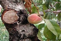 آشنایی با بیماری‌ شانكرسيتوسپورائي هلو