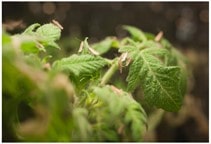 آشنایی با شب‌پره مینوز گوجه‌فرنگی و روش‌های کنترل آن