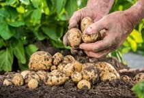 آشنایی با بیمارهای سیب‌زمینی (قسمت اول)