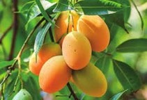 آشنایی با بیماری بد شکلی انبه