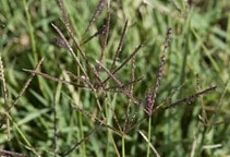 آشنایی با مدیریت مکانیکی علف‌های هرز (قسمت سوم)