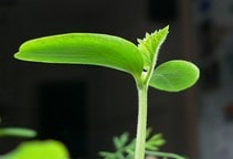 آشنایی با نقش جاسمونات‌ها درواکنش‌های دفاعی گیاهان (قسمت دوم)