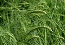 آشنایی با مدیریت مکانیکی علف‌های هرز (قسمت چهارم)