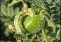 آشنایی با کرم‌های پیله خوار نخود (قسمت اول)