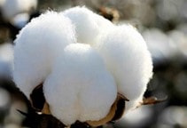 توصیه کودی پنبه (قسمت اول)