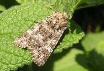 آشنایی با آفت‌کش‌های آلی طبیعی (قسمت ششم)