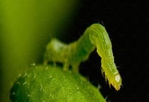 آشنایی با کرم سبز برگخوار برنج (قسمت اول)