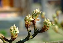 آشنایی با نقش جاسمونات‌ها درواکنش‌های دفاعی گیاهان (قسمت سوم)