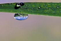 آشنایی با رطوبت در گلخانه (قسمت اول)