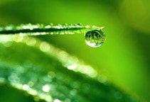 آشنایی با رطوبت در گلخانه (قسمت دوم)