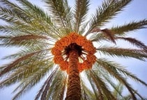 آشنایی با بیماری‌های فایتوپلاسمایی نخیلات