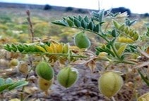 آشنایی با روش‌های مبارزه با علف‌های هرز مزرعه نخود (قسمت اول)