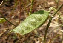 آشنایی با روش‌های مبارزه با علف‌های هرز مزرعه نخود (قسمت دوم)