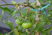 آشنایی با قارچ‌کش‌های سیستمیک (قسمت چهارم)