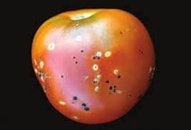 آشنایی با بیماری شانکر باکتریایی گوجه‌فرنگی (قسمت اول)