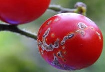 آشنایی با بیماری شانکر باکتریایی گوجه‌فرنگی (قسمت دوم)