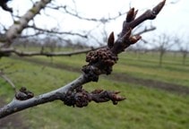 آشنایی با کنه جوان درختان هسته‌دار (قسمت اول)