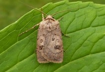 آشنایی با آفات ذرت (قسمت اول)