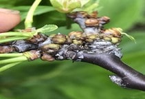 آشنایی با کنه جوان درختان هسته‌دار (قسمت دوم)