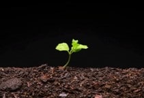 آشنایی با ضدعفونی کردن بستر کشت در گلخانه (قسمت اول)