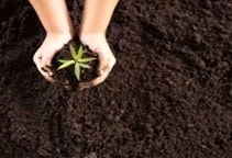 آشنایی با ضدعفونی کردن بستر کشت در گلخانه (قسمت دوم)