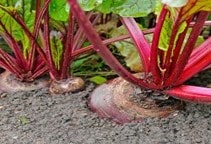 آشنایی با بیماری ریزومانیای چغندرقند (قسمت دوم)