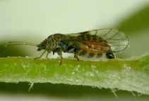 آشنایی با پسیل گلابی 