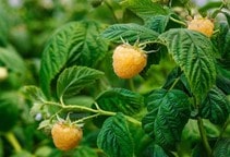 آشنایی با پلی‌آمین‌ها (قسمت سوم)