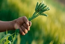 آشنایی با مدیریت علف‌های هرز به شیوه حرارتی (قسمت چهارم)