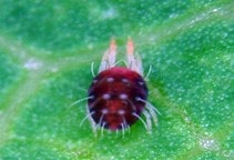 آشنایی با کنه قرمز اروپایی (قسمت اول)