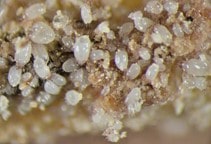 آشنایی با طرز زندگی و رفتار در کنه‌ها (قسمت اول)