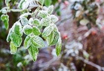 آشنایی با پلی‌آمین‌ها (قسمت پنجم)