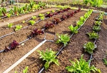 آشنایی با شیم‌آبیاری (قسمت دوم)