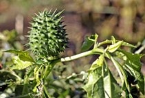 آشنایی با مدیریت علف‌های هرز به شیوه حرارتی (قسمت پنجم)