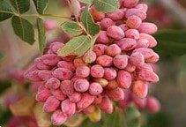 آشنایی با بیماری گموز پسته (قسمت دوم)