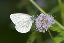 آشنایی با سفیده‌های کلم (قسمت اول)