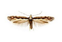 آشنایی با بید کلم (قسمت دوم)