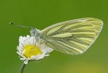 آشنایی با سفیده‌های کلم (قسمت دوم)