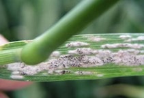 آشنایی با بیماری سفیدک پودری گندم