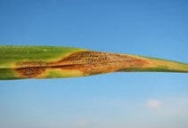 آشنایی با بیماری سوختگی برگ گندم