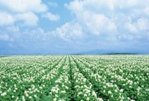 آشنایی با استفاده از برگ و ساقه سیب‌زمینی در تغذیه دام (قسمت دوم)