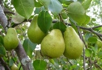 آشنایی با آفات گلابی (قسمت دوم)