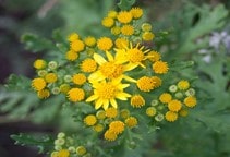 آشنایی با مدیریت بیولوژیکی علف‌های هرز (قسمت دوم)