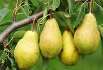 آشنایی با آفات گلابی (قسمت سوم)