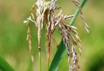 آشنایی با ترکیبات فسفره آلی (قسمت سوم)