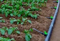 آشنایی با مدیریت آبیاری در گلخانه (قسمت دوم)