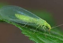 آشنایی با بالتوری سبز