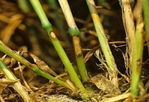 آشنایی با ترکیبات فسفره آلی (قسمت چهارم)