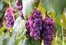 آشنایی با سرطان طوقه انگور